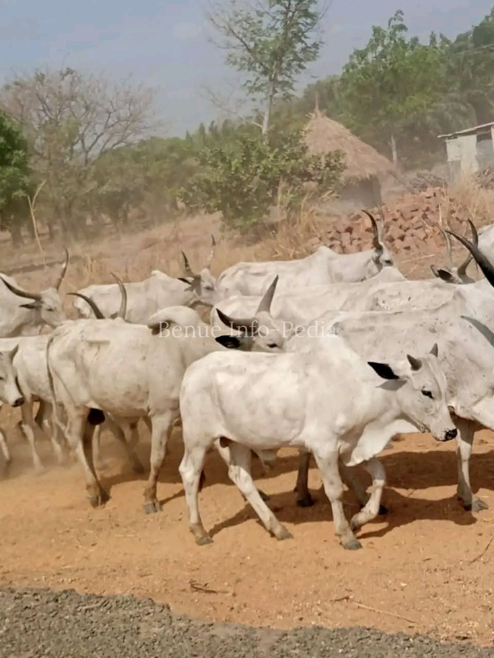 Troops Intercept 52 Cattle Over Alleged Farm Damage in Bokkos