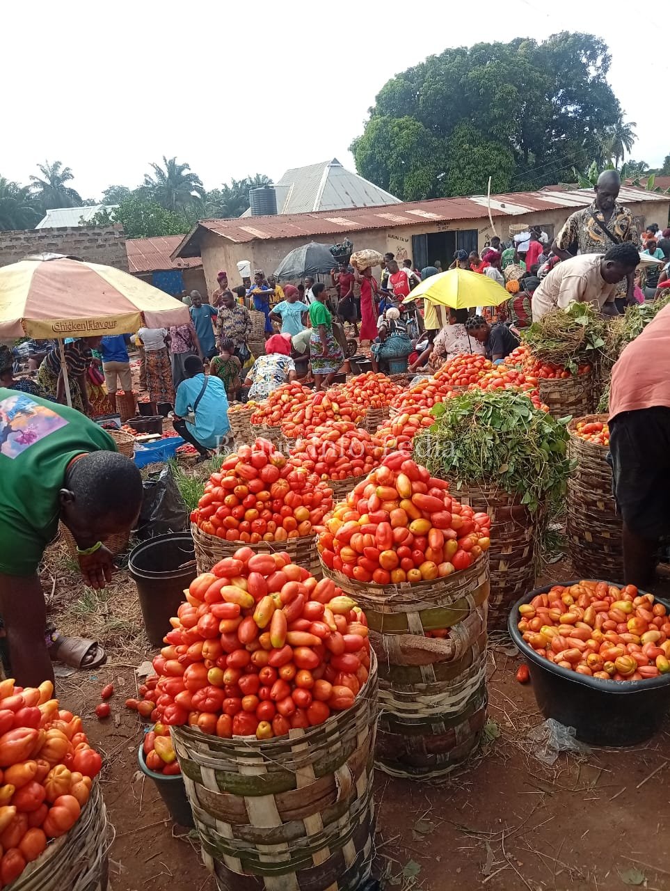 Aliade Market Records Fresh Price Movements as Soya Beans, Bene Seed and Egusi Remain High